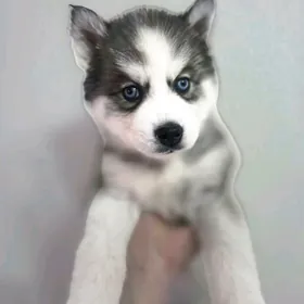 Хаски щенок срочно