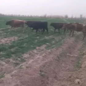 uly goleli bogoz gole