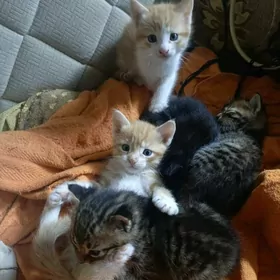 в добрые руки