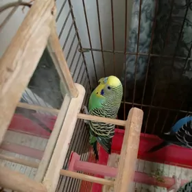 папугайчик волнистый