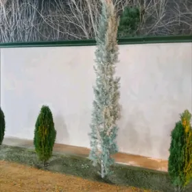 Кипарис Аризонская