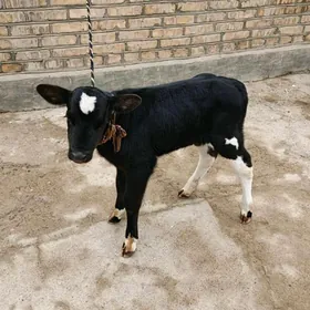 Göle oküzce Galysteyin