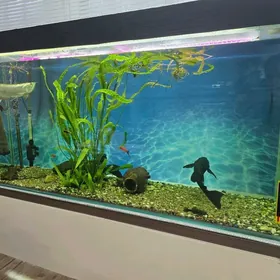  АКВАРИУМ+РЫБКИ+ОФОРМЛЕНИЕ