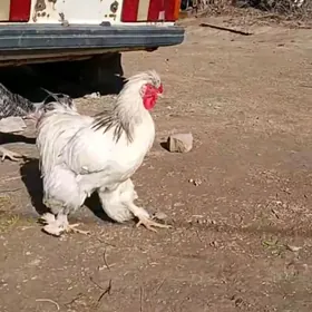 horaz kirpi,gigandskiÿ