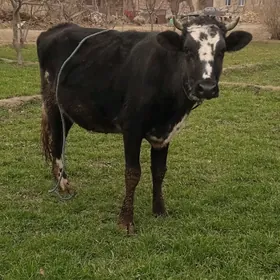 Goleli sygyr gunajyn