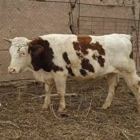 Arassa Ṣ̌wes t🧿humluk 🧿kuz