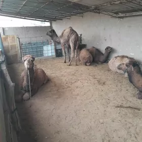 torumlor  awat. gowy arasaja.