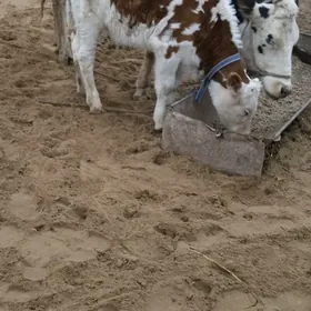 Arassa G🧿lsteyin t🧿humlyk