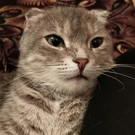 шотланская кошка 1,5 yyllyk