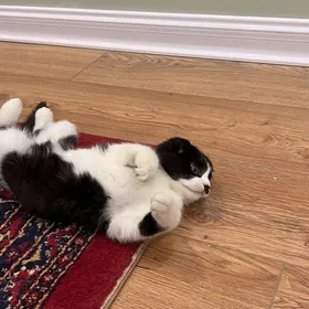 кошка вислоухий