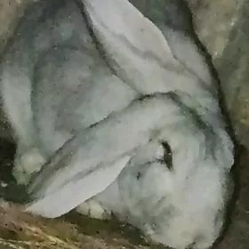 erkek welikan towsan