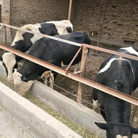 Gibrit Golshtein Okizler