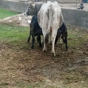 Şiwes Göleli Sygyr