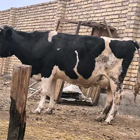 golishteyin saglyk sygyr