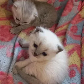 шотландские вислоухие котята