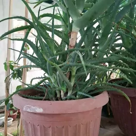 Gul  kaktus,aloe we basga