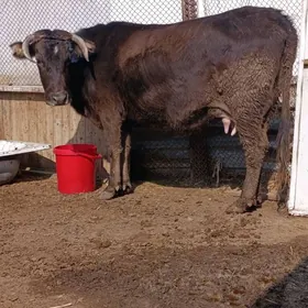 arginal śwes tohum goleli sygy