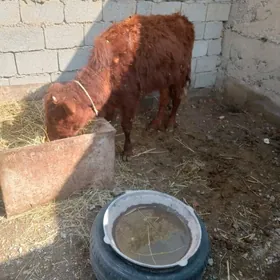 tüwe 1ýaş 5aýlyk