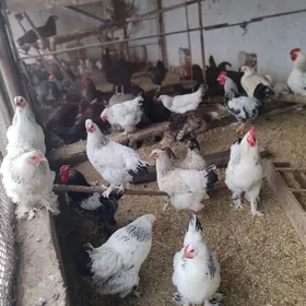 Büroler paroda jüyje