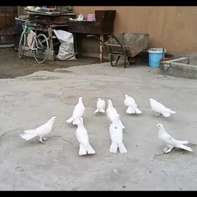 kepderi кепдери