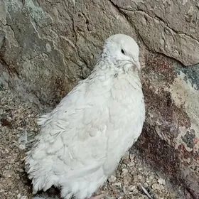 бедене техас