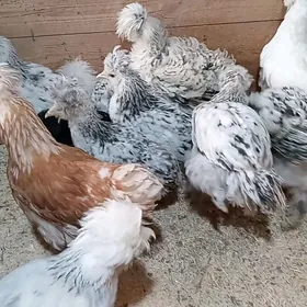 troÿka hem gigant jùyje