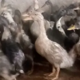 ördek ýaşylbaş jüýje