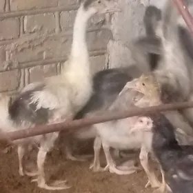 ördek guss martin jüýje