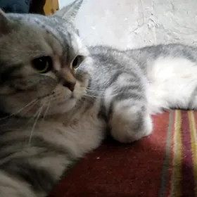 Британ пишиги