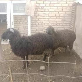 коч ве гоюн