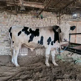 SİMENTAL.   ÖKUZLER