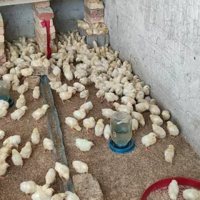 Elin horaz juyje 11-12 gunluk