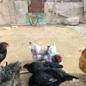 Джерский товугын юмуртгасы