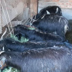 гечи овлаклы богаз