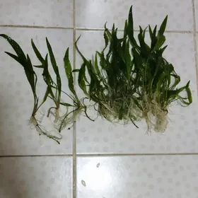 Аквариумные растения