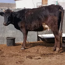 cornypiostr tohum goleli sygyr