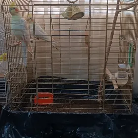 Корелла самец самка