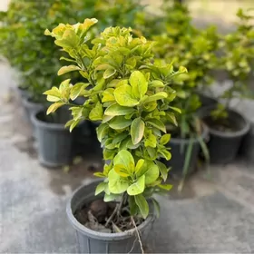 brasklet wesni zlyonny