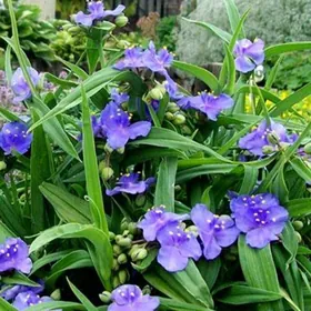 Садовая традесканция