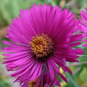 многолетняя астра