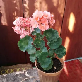 Герань домашняя