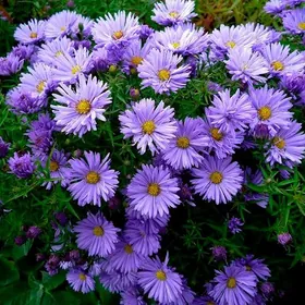 Астра многолетняя