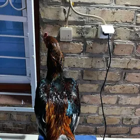 САМАРКАНТ ДИК ТАЧ