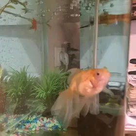 рыбки и аквариум