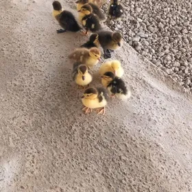 ördek indutga juyjy