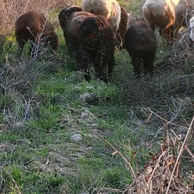 Berre we bogaz goyun