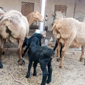 ГИССАР. АРАССА ГОЮН