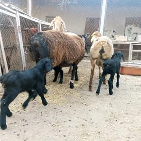 ГИССАР АРАССА ГОЮН