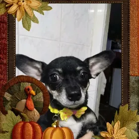 Домашние животное