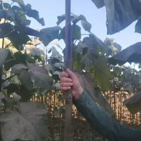 Pawloniýa bagy,tiz ösyan agaç